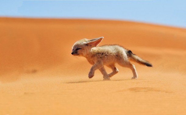 ثعالب رائعة