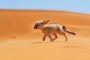 استاد برنابيو